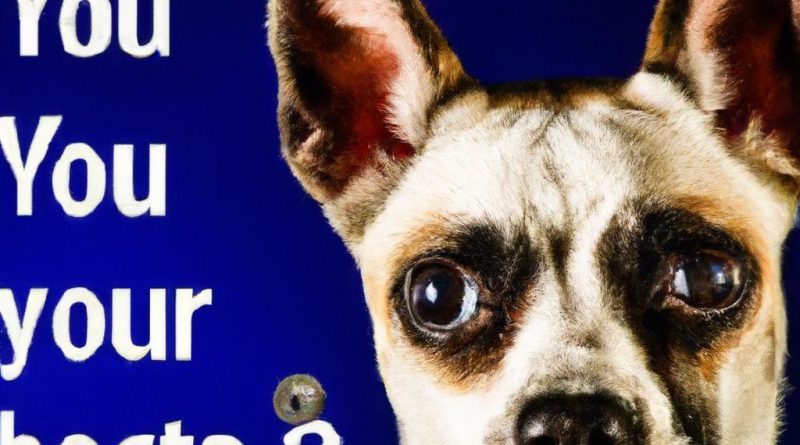 How to choose a camera for pet photography